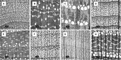 Creating High-Resolution Microscopic Cross-Section Images of Hardwood Species Using Generative Adversarial Networks